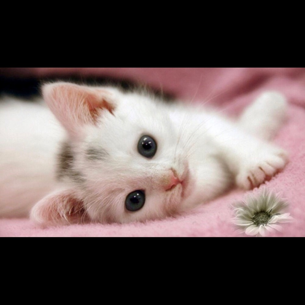 Meet your Posher, Kitty